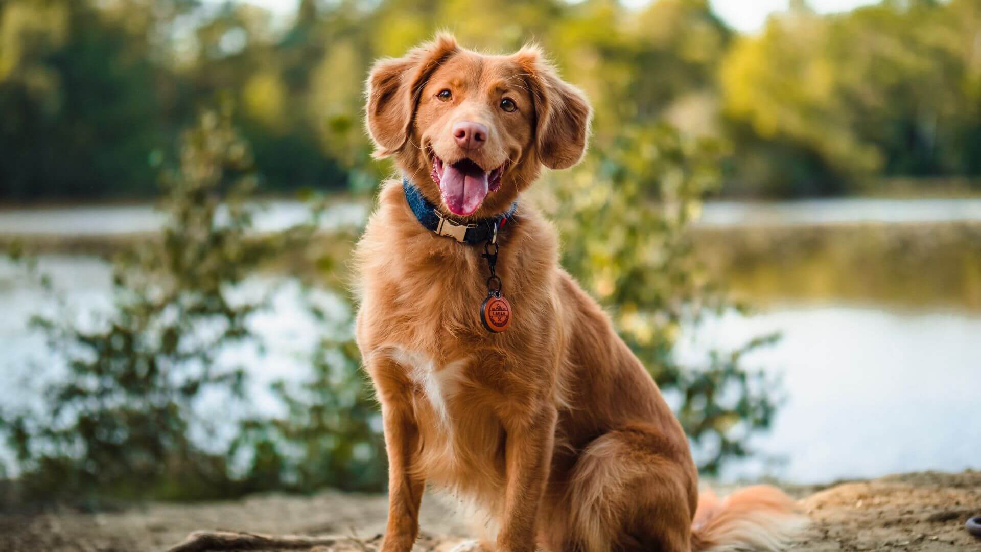 dog outdoors