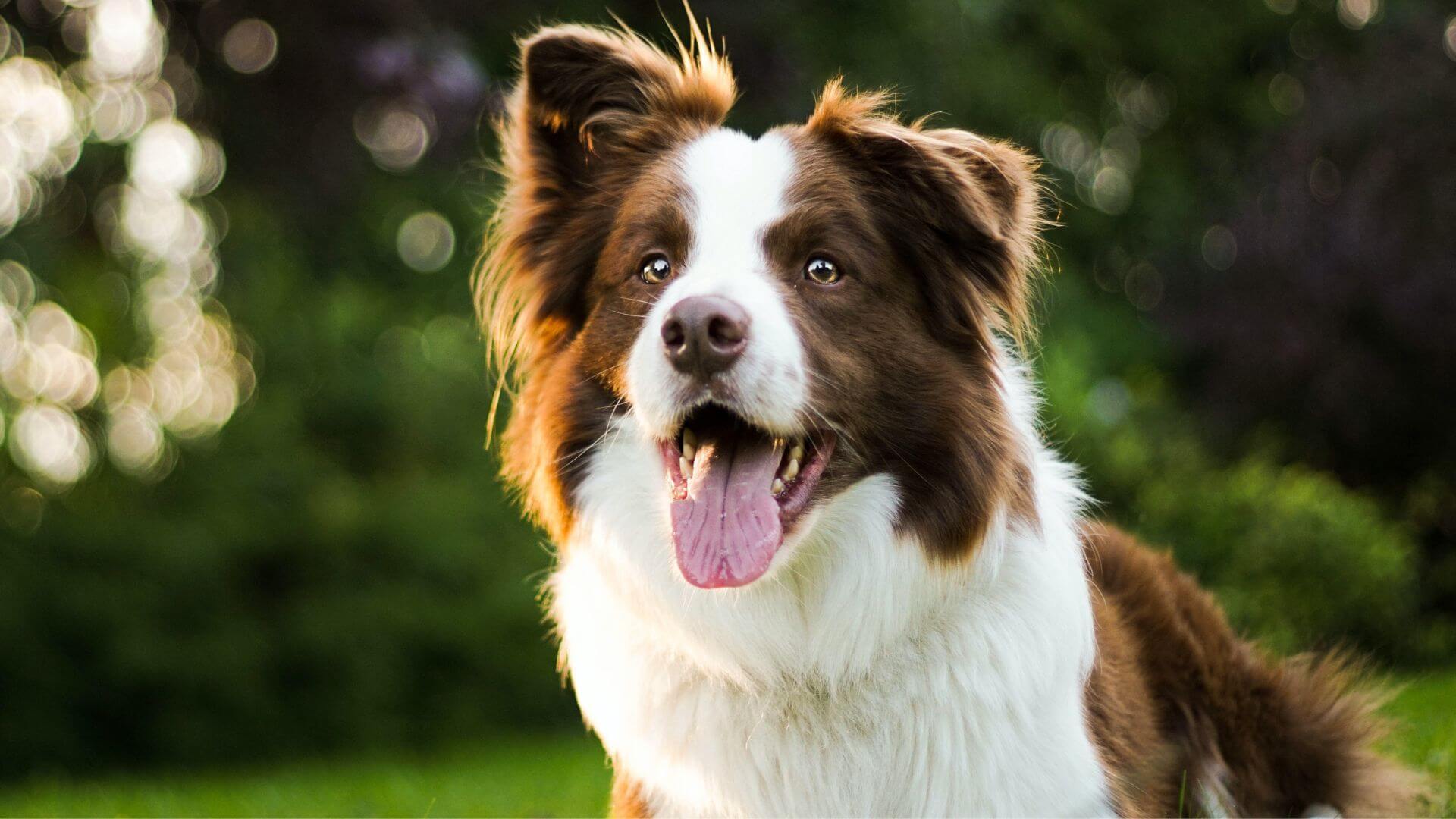 dog on grass
