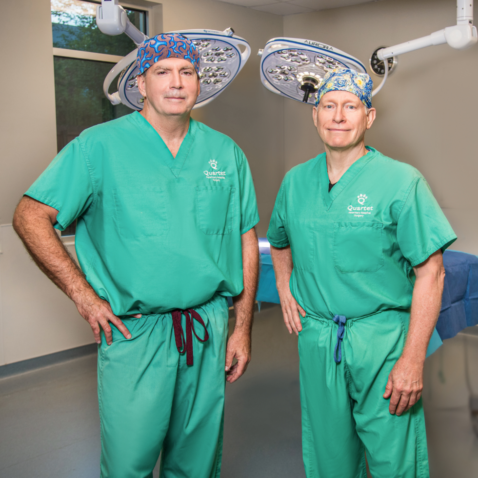 Best Veterinary Surgery In Cary, NC 27519 Quartet Vet