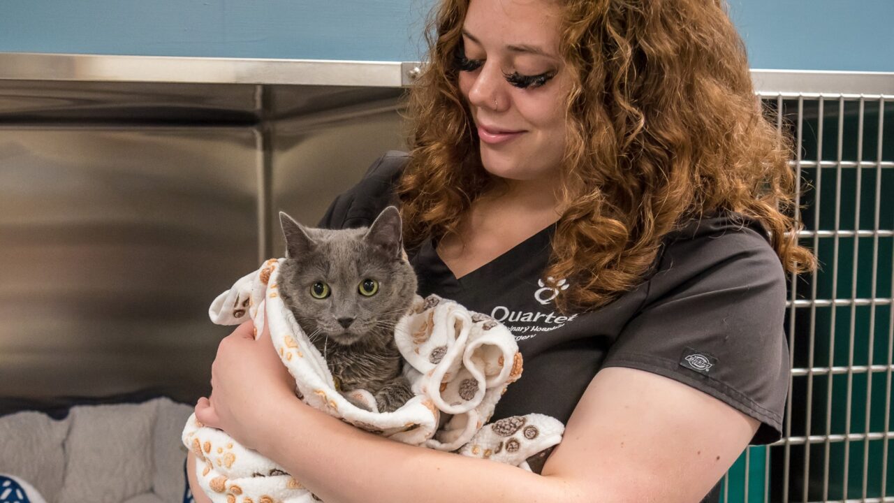 Cary NC Veterinary Services Quartet Vet Specialty Hospital