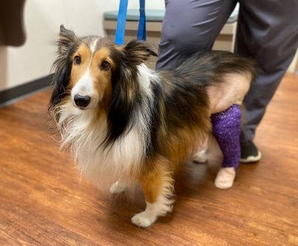 Dog with purple bandage on hind leg